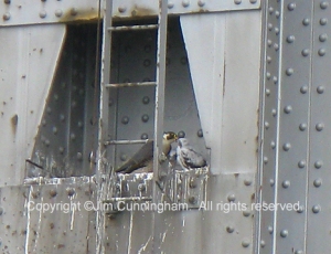 Peregrine Falcon nest