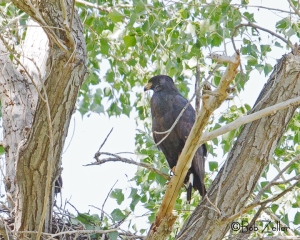 Common Blackhawk - watching over nest in lower left of photo.