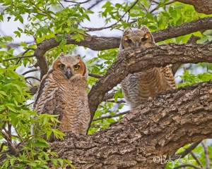 young Great Horned Owls
