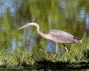 "On the Hunt" Great Blue Heron