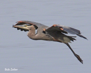 Great Blue Heron.  Canon EOS 40D, 100-400mm lens.  1/1000 @  f11, ISO 400.