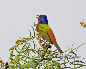 Painted Bunting - singing from the highest treetops.