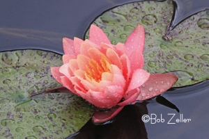 Water Lily blossom