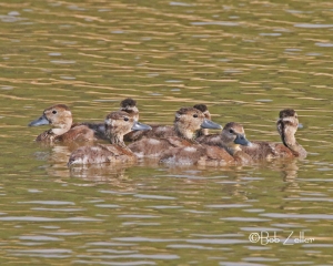 Black-bellied Whistling Duck chicks