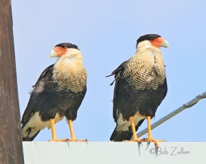 Two Crested Caracaras share a utility pole crossbar.