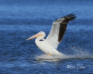 An American Pelican comes in for a landing.