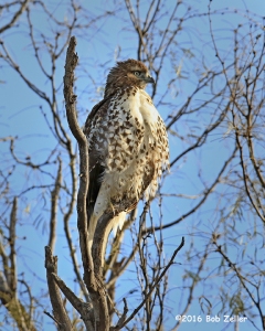 Red-tailed Hawk. 1/1000 sec. @ f7.1, -0.3 EV, ISO 640.