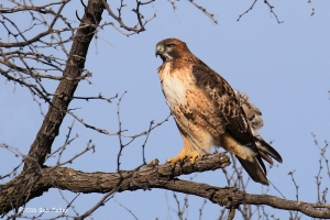 Red-tailed Hawk - 1/1000 sec. @ f7.1, +0.3 EV, ISO 160.