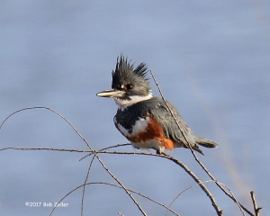 Belted Kingfisher, female. 1/640 sec. @ f7.1, +0.7 EV, ISO 400, 600mm.